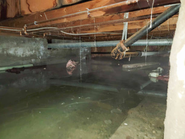 Best Carpet water damage restoration  in Herculaneum, MO